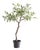 Olive Tree Drop-In 40" For Sale