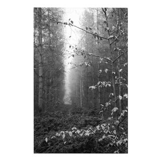 Paul Cooklin, Thorpe Forest, Photograph For Sale