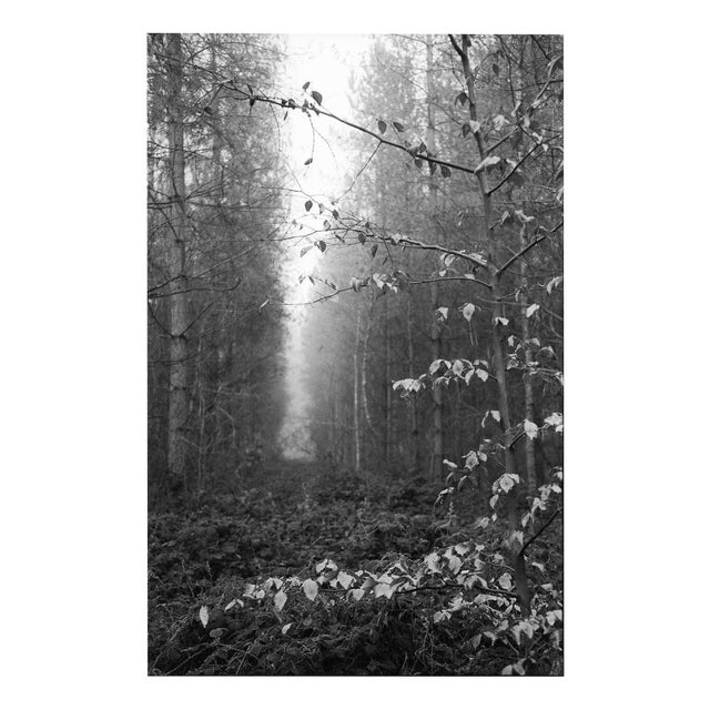 Paul Cooklin, Thorpe Forest, Photograph For Sale