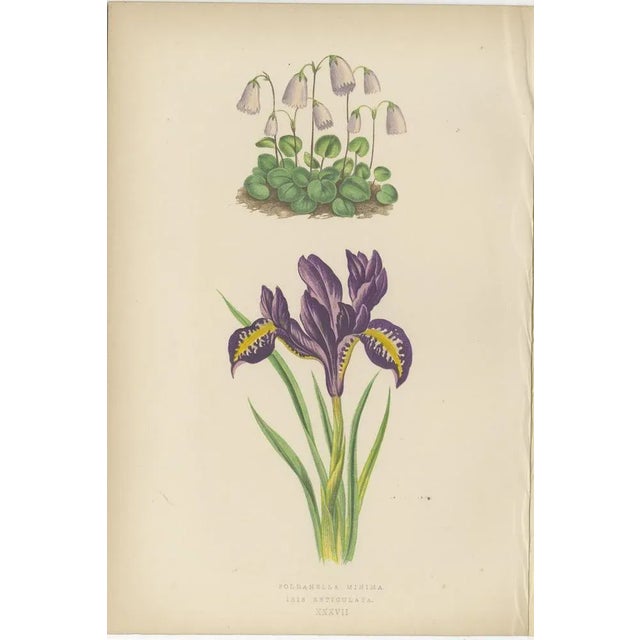 Iris and Pyrenean Dead-Nettle, 1874, Paper, Set of 2 For Sale - Image 6 of 10