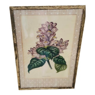 Vintage Botanical Print, Framed For Sale