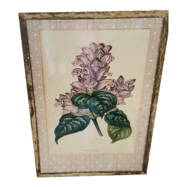 Vintage Botanical Print, Framed For Sale