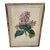 Vintage Botanical Print, Framed For Sale