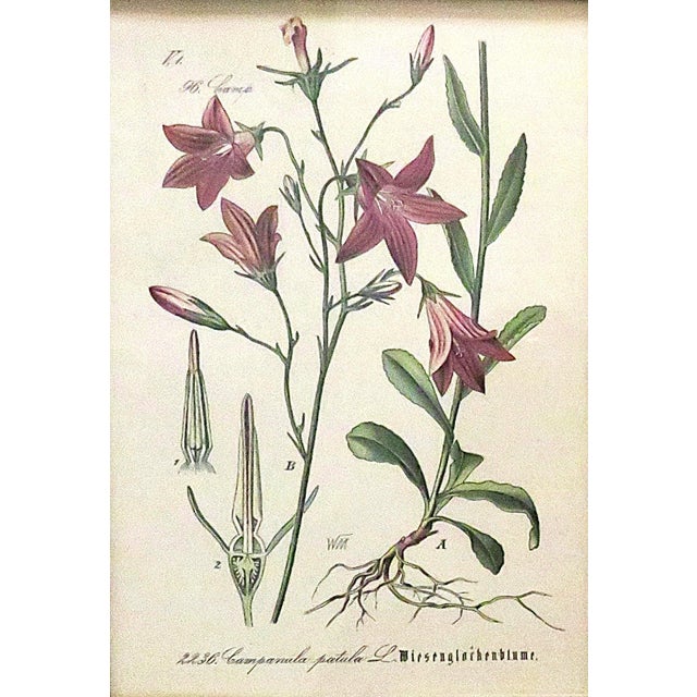 FREE SHIPPING ANYWHERE IN THE CONTINENTAL US! This is a set of five antique botanical prints. European. The prints are...