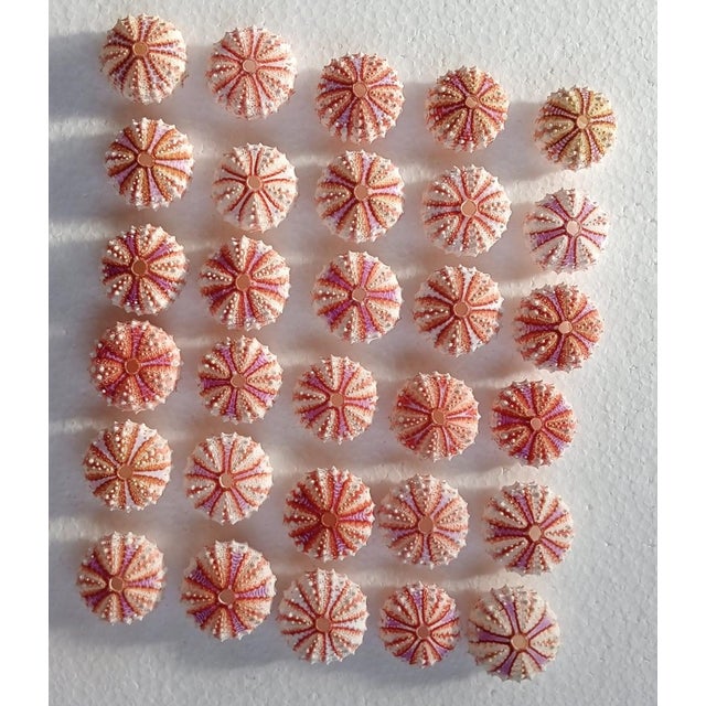 Arts & Crafts Real Sea Urchin..set of 30 PCs Sea Urchin Coelopleuros Maculatus(size 41-43 Mm) For Sale - Image 3 of 8