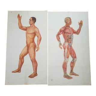 Vintage Male Anatomical Sience Poster - a Pair For Sale