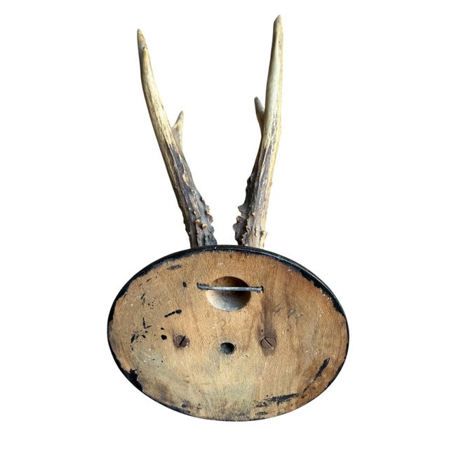 1900 - 1909 Roe Deer Trophy 202 Black Forest Antlers Mount For Sale - Image 5 of 5