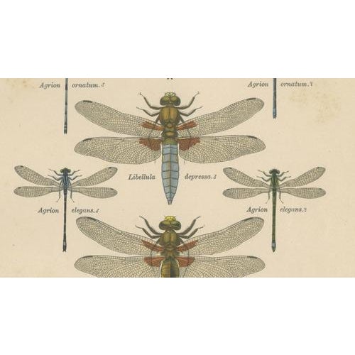 Dragonfly Lithographs from Die Geradflügel Mitteleuropas, 1908, Set of 3 For Sale - Image 10 of 13