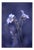 Paul Cooklin, Woodruff, Gallium Odoratum, Edition of 50 For Sale