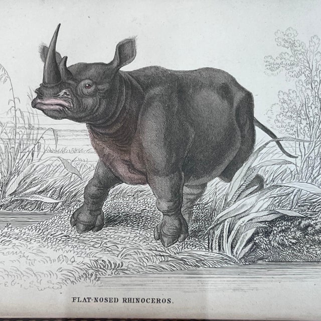 Pair of antique engravings of Rhinoceroses signed Stewart and Lixars // set of two // custom framing // burlwood frames // collectible For Sale In Kansas City - Image 6 of 10
