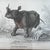 Pair of antique engravings of Rhinoceroses signed Stewart and Lixars // set of two // custom framing // burlwood frames // collectible For Sale In Kansas City - Image 6 of 10