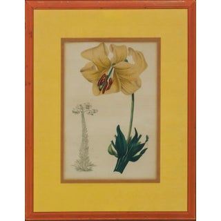 "Orchid" For Sale
