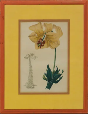 "Orchid"