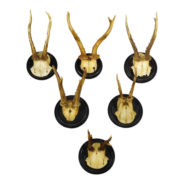 Antique Collection of Six Roe Deer Trophies on Turned Plaques, Germany Ca. 1900s For Sale
