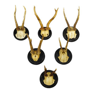 Antique Collection of Six Roe Deer Trophies on Turned Plaques, Germany Ca. 1900s