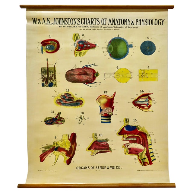 Large University Anatomical Chart of Organs of Sense & Voice by Dr. William Turner, 1920s For Sale