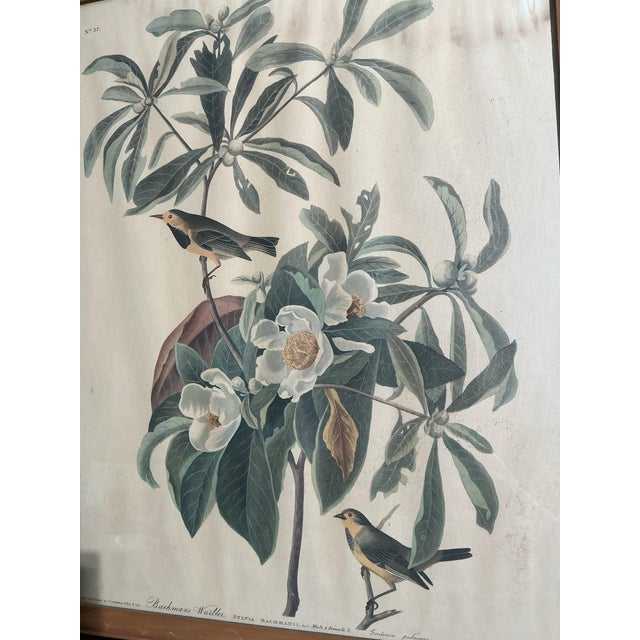 Mid 20th Century Framed Audubon Bachman’s Warbler Print Plate CLXXXV Engraved Havell 1833 Vintage Naturalist Bird Art For Sale - Image 5 of 5