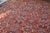 Textile 1930s Kavon Rug, 10.8 x 14.1 For Sale - Image 7 of 11