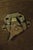 Stickley Harvey Ellis Arts & Crafts Dining Room Table For Sale - Image 16 of 18