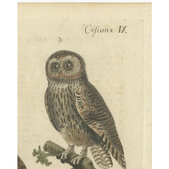 European Owls, 1800, Print on Paper For Sale - Image 11 of 12