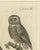 European Owls, 1800, Print on Paper For Sale - Image 11 of 12