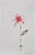 Organic Modern Minimalist Flower Study. Oil and pencil on high quality 'Hahnemuhle' Canvas Grain Fine Art paper. Original...
