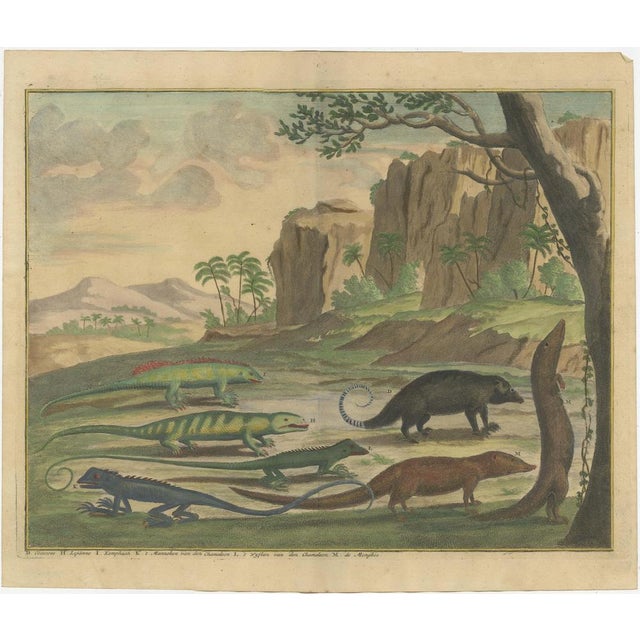 Antique print depicting a Cuscus, Lipanno, Kemphaan, Mongoose and Chameleon (male and female). This print originates from...