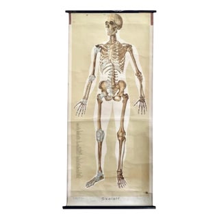 Chart with Large Skeleton of the Human Body from Köln Museum, 1952 For Sale