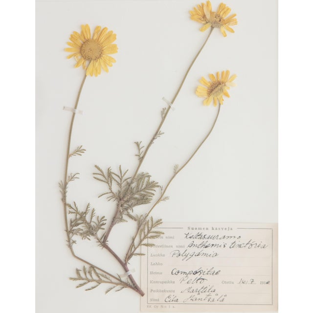 Custom Framed Vintage Finnish Herbarium Botanical Specimens, Set of Four For Sale - Image 11 of 16