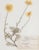 Custom Framed Vintage Finnish Herbarium Botanical Specimens, Set of Four For Sale - Image 11 of 16