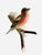 Cabin Wood Carved Bird 88 Austria For Sale - Image 3 of 5