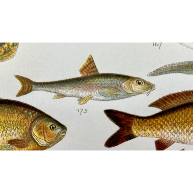 1900 - 1909 Antique Fish Print From England Featuring Eel, Conger, Murry, Goldfish, Barbel, Gudgeon & Varieties of Carp - Circa 1902 For Sale - Image 5 of 11