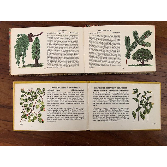 Vintage Tree and Wild Flower Nature Guide Book Set of 2 For Sale - Image 11 of 16