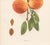 1900s U. P. Hedrick, Original Antique Photogravure of Rochester Peaches For Sale - Image 4 of 7