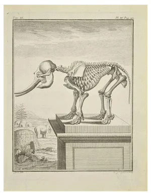 J.-B. Guélard, Skeleton, Etching, 1771