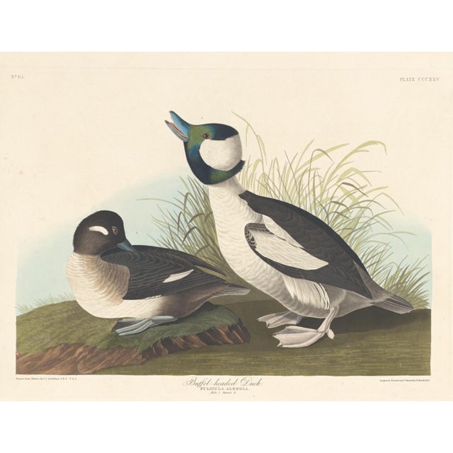 2020s Collection of 4 Vintage 1966 John James Audubon Double-Sided Waterbird Prints For Sale - Image 5 of 9