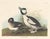 2020s Collection of 4 Vintage 1966 John James Audubon Double-Sided Waterbird Prints For Sale - Image 5 of 9