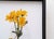 Contemporary Blooming Days II by Karina Rodríguez | Oil on panel Still life of yellow flowers in a glass vase For Sale - Image 3 of 5