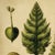 English 8" X 10" 'Fiddlehead Fern Studies' Dark Green - Original Botanical Floral Watercolor & Pencil Fine Art Print /Herbarium For Sale - Image 3 of 5