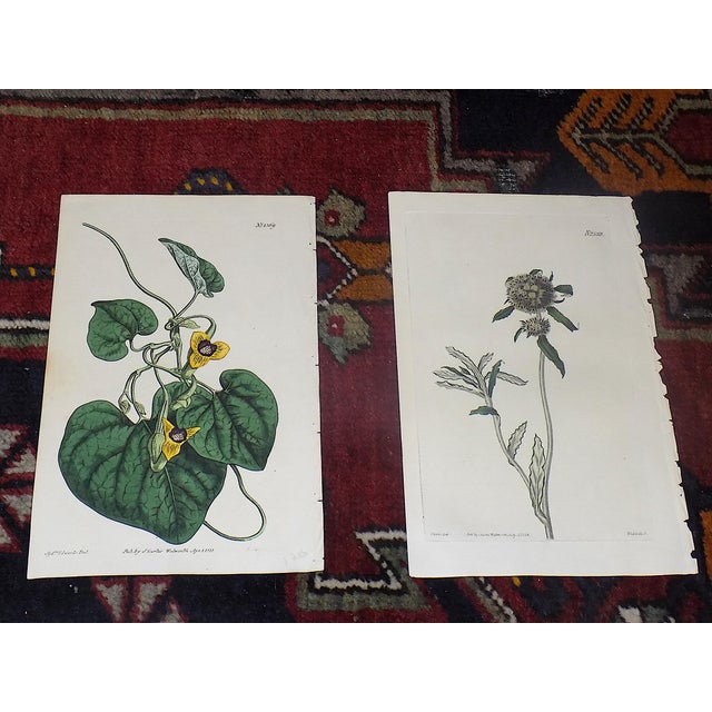Realism Authentic Antique Early 19th Century Hand Colored Copperplate Botanical Engravings - Set of 12 For Sale - Image 3 of 7