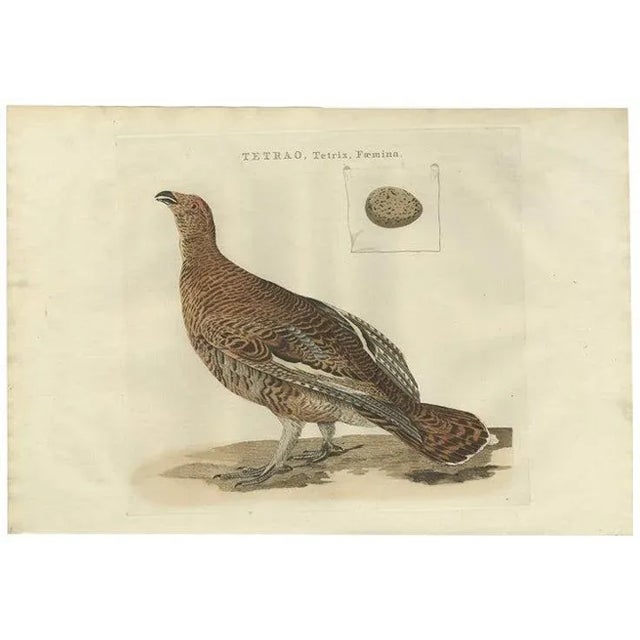 Late 18th Century Antique Bird Print of the Female Black Grouse by Sepp & Nozeman, 1789 For Sale - Image 5 of 5