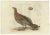 Late 18th Century Antique Bird Print of the Female Black Grouse by Sepp & Nozeman, 1789 For Sale - Image 5 of 5