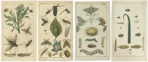 G. T. Wilhelm, Insects, Larvae, and Life Cycles, 1832, Prints, Set of 4