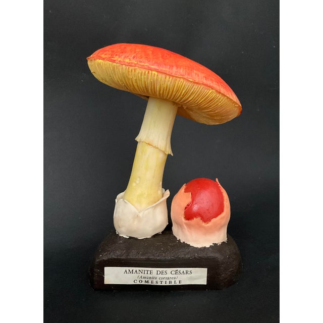 20th Century Educational Mushroom Models attributed to Deyrolle, France, 1960s, Set of 19 For Sale - Image 8 of 10