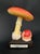 20th Century Educational Mushroom Models attributed to Deyrolle, France, 1960s, Set of 19 For Sale - Image 8 of 10