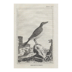 Antique Pettychaps Ornitholigical Engraving