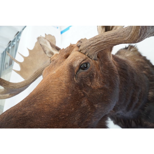 Moose Head Bust Mount For Sale - Image 11 of 18