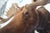 Moose Head Bust Mount For Sale - Image 11 of 18