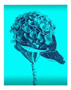 Mónica Sánchez-Robles, Blue Colored Flowers Photography