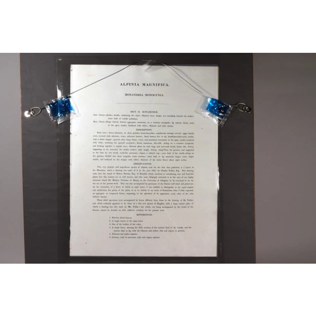 William Roscoe Large Botanical Print of Tropical Plant For Sale - Image 4 of 8